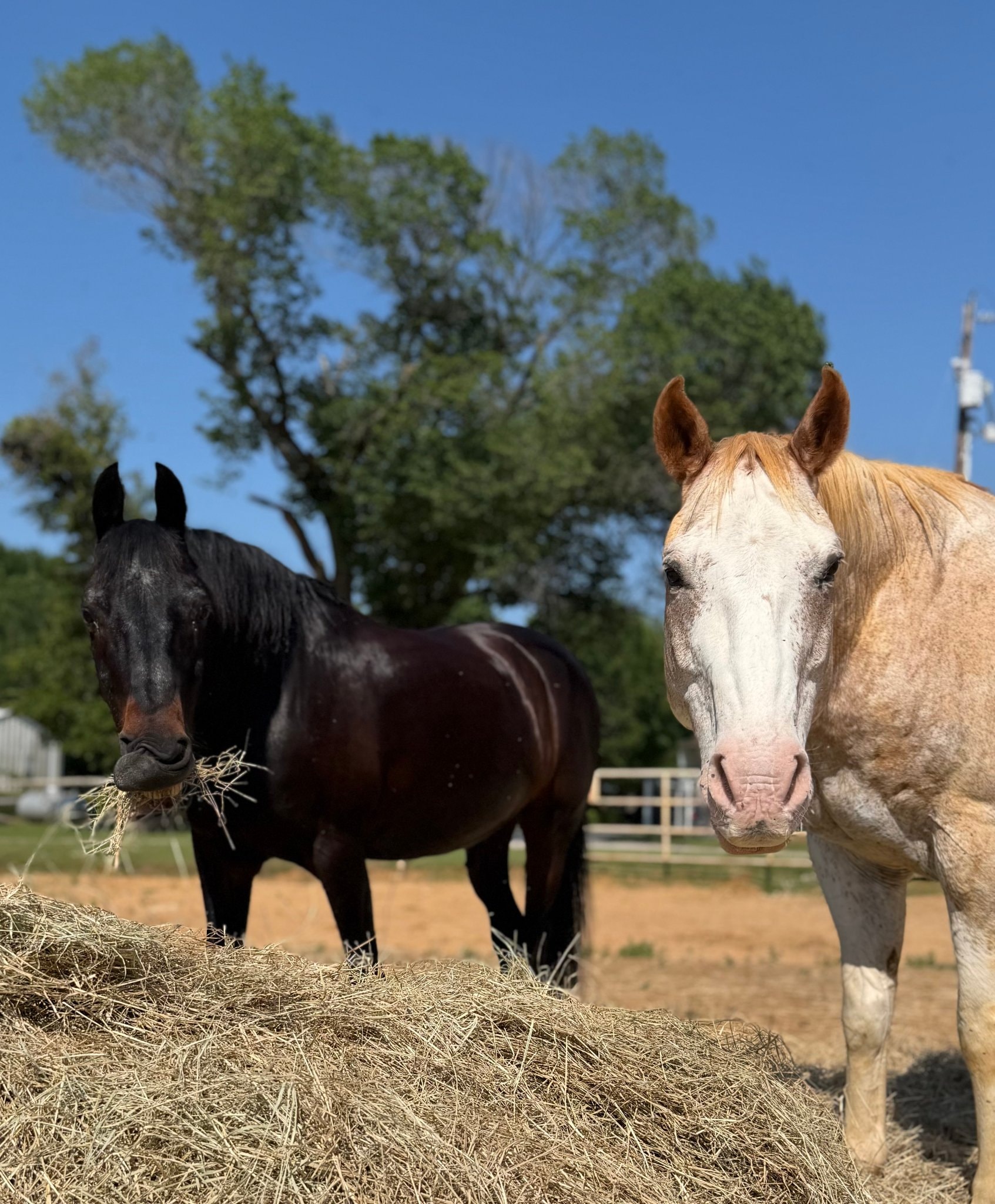 Horses grazing freely on open green pasture at CH Performance Horses
