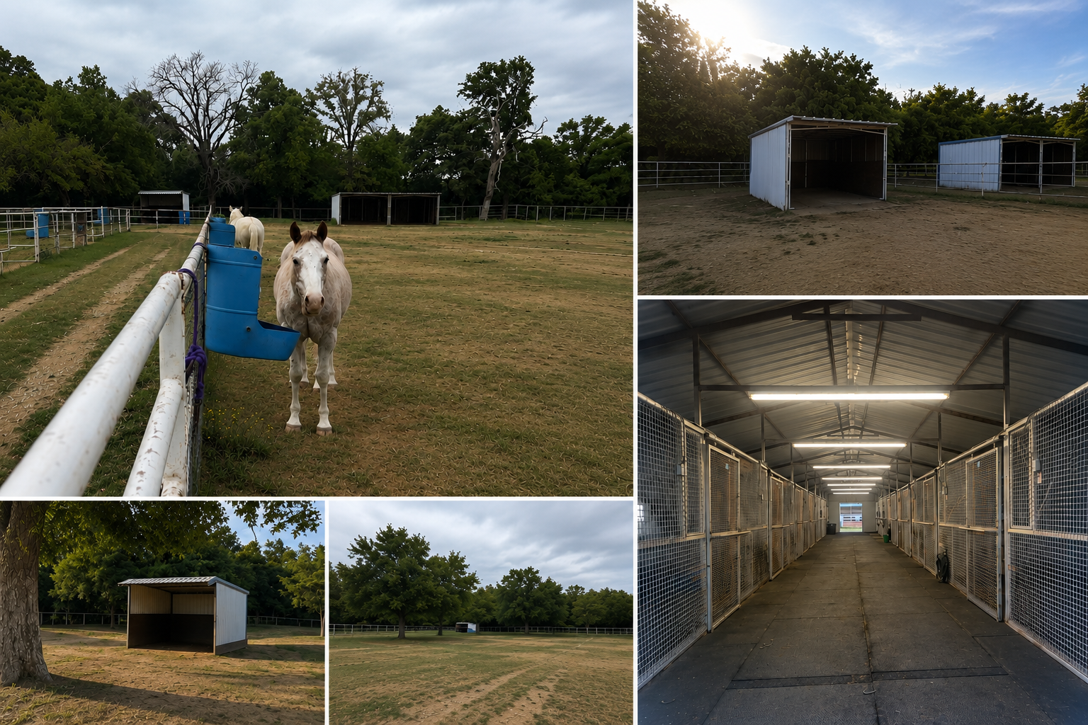 Horse in a clean, well-kept stall at CH Performance Horses